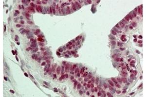 IHC testing of FFPE human breast tissue with LSD1 antibody at 5ug/ml. (LSD1 anticorps  (N-Term))