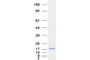 Validation with Western Blot