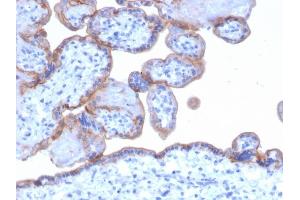 Formalin-fixed, paraffin-embedded human Placenta stained with EGFR Mouse Monoclonal Antibody (GFR/1667). (EGFR anticorps)