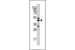 Western blot analysis of anti-AHCY Antibody (C-term) (ABIN389202 and ABIN2839362) in HepG2 cell line lysates (35 μg/lane). (AHCY anticorps  (C-Term))