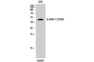 Western Blotting (WB) image for anti-Aurora Kinase A (AURKA) (pThr288) antibody (ABIN3173226) (Aurora A anticorps  (pThr288))