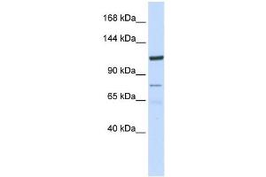 KIAA1324 antibody used at 1 ug/ml to detect target protein. (ELAPOR1 anticorps  (N-Term))
