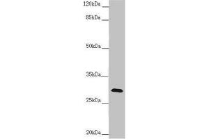 Western blot All lanes: CENPH antibody at 1. (CENPH anticorps  (AA 1-247))