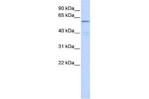 WB Suggested Anti-ZNF141 Antibody Titration:  0. (ZNF141 anticorps  (Middle Region))