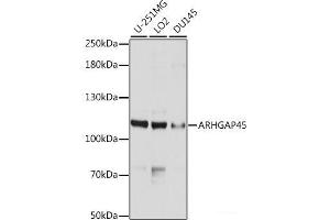 Western blot analysis of extracts of various cell lines using ARHGAP45 Polyclonal Antibody at dilution of 1:1000. (HMHA1 anticorps)