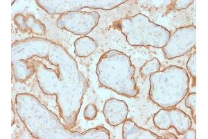 Formalin-fixed, paraffin-embedded human Placenta stained with EGFR Mouse Monoclonal Antibody (GFR/2341). (EGFR anticorps  (AA 344-492))
