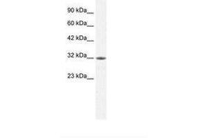 Image no. 2 for anti-Mortality Factor 4 Like 2 (MORF4L2) (AA 67-116) antibody (ABIN202164) (MORF4L2 anticorps  (AA 67-116))