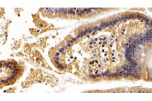 Detection of APOA4 in Mouse Small intestine Tissue using Polyclonal Antibody to Apolipoprotein A4 (APOA4) (APOA4 anticorps  (AA 135-281))
