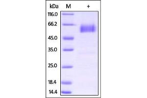 Rat PD-1, Fc Tag on SDS-PAGE under reducing (R) condition.