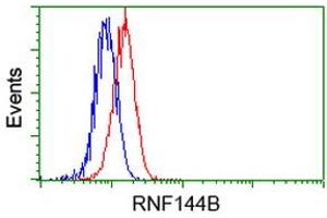 Image no. 1 for anti-Ring Finger Protein 144B (RNF144B) (AA 1-256) antibody (ABIN1490647) (RNF144B anticorps  (AA 1-256))