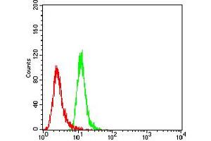Flow cytometric analysis of Hela cells using TBC1D4 mouse mAb (green) and negative control (red).