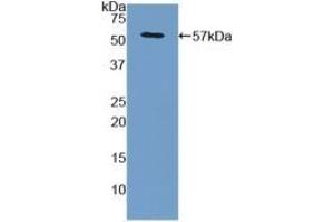 Detection of Recombinant GPC3, Human using Polyclonal Antibody to Glypican 3 (GPC3) (Glypican 3 anticorps  (AA 343-559))