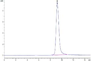 The purity of Cynomolgus IL-13 is greater than 95 % as determined by SEC-HPLC.
