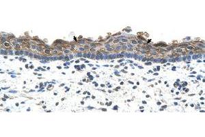 Image no. 1 for anti-Solute Carrier Family 26 (Sulfate Transporter), Member 1 (SLC26A1) (AA 558-607) antibody (ABIN6736662)