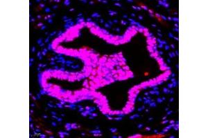 Immunofluorescence of paraffin embedded mouse breast using GTF3C3 (ABIN7074039) at dilution of 1: 650 (400x lens)