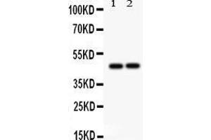 Anti- TCPTP Picoband antibody, Western blotting All lanes: Anti TCPTP  at 0.
