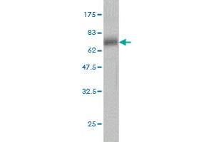 Western Blot detection against Immunogen (69.
