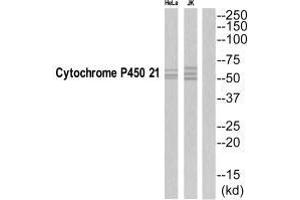 Western blot analysis of extracts from Jurkat/HeLa cells, using CYP21A2 antibody.