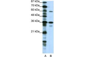 Western Blotting (WB) image for anti-CAMP Responsive Element Binding Protein 3-Like 1 (CREB3L1) antibody (ABIN2461968) (CREB3L1 anticorps)