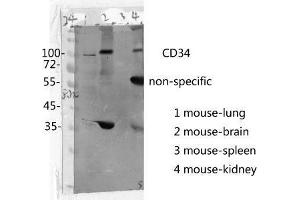 Western Blot (WB) analysis: Please contact us for more details. (CD34 anticorps  (Internal Region))