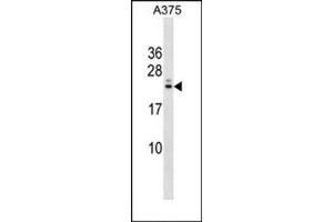 Western blot analysis in A375 cell line lysates (35 ug/lane) using RYBP Antibody (N-term) Cat. (RYBP anticorps  (N-Term))