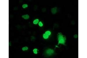 Anti-FLYWCH2 mouse monoclonal antibody (ABIN2454458) immunofluorescent staining of COS7 cells transiently transfected by pCMV6-ENTRY FLYWCH2 (RC204275). (FLYWCH2 anticorps)