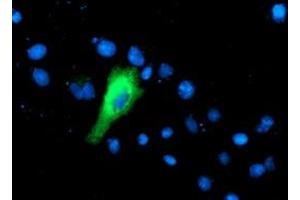 Anti-IFI35 mouse monoclonal antibody (ABIN2454920) immunofluorescent staining of COS7 cells transiently transfected by pCMV6-ENTRY IFI35 (RC200929). (IFI35 anticorps)