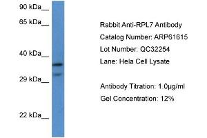 Western Blotting (WB) image for anti-Ribosomal Protein L7 (RPL7) (C-Term) antibody (ABIN2788852) (RPL7 anticorps  (C-Term))