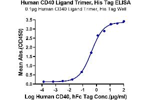 Immobilized Human CD40 Ligand Trimer, His Tag at 1 μg/mL (100 μL/Well) on the plate.