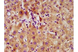 IHC image of ABIN7152338 diluted at 1:500 and staining in paraffin-embedded human liver tissue performed on a Leica BondTM system. (SERF2 anticorps  (AA 107-224))