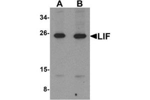 Western blot analysis of LIF in 3T3 cell lysate with LIF antibody at (A) 1 and (B) 2 μg/ml. (LIF anticorps  (Center))