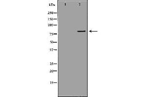 Western blot analysis of extracts of mouse spleen tissue, using MX1 antibody. (MX1 anticorps  (C-Term))