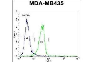 MeCP2 Antibody (N-term) (ABIN650708 and ABIN2839305) flow cytometric analysis of MDA-M cells (right histogram) compared to a negative control cell (left histogram). (MECP2 anticorps  (N-Term))