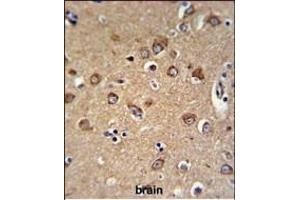C12orf53 Antibody (N-term) (ABIN651378 and ABIN2840211) IHC analysis in formalin fixed and paraffin embedded human brain tissue followed by peroxidase conjugation of the secondary antibody and DAB staining. (C12orf53 anticorps  (N-Term))