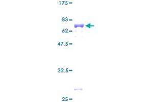 SDS-PAGE (SDS) image for Mitochondrial Ribosomal Protein S22 (MRPS22) (AA 1-360) protein (GST tag) (ABIN1311366)