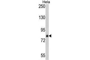 Western blot analysis of AP17766PU-N SRP72 antibody in Hela cell line lysates (35 µg/lane). (SRP72 anticorps  (Middle Region))