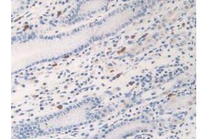 IHC-P analysis of Human Stomach Tissue, with DAB staining. (Kallikrein 6 anticorps  (AA 17-244))