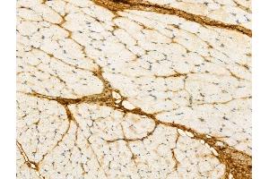 ABIN7094299 and ABIN7098346 at 1/100 staining Rat skin tissue by IHC-P. (IGSF21 anticorps  (C-Term))