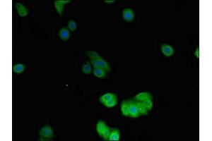 Immunofluorescent analysis of HepG2 cells using ABIN7149764 at dilution of 1:100 and Alexa Fluor 488-congugated AffiniPure Goat Anti-Rabbit IgG(H+L)