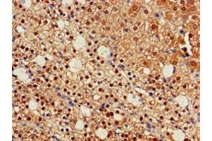 Immunohistochemistry of paraffin-embedded human adrenal gland tissue using ABIN7157120 at dilution of 1:100 (IDH1 anticorps  (AA 1-240))