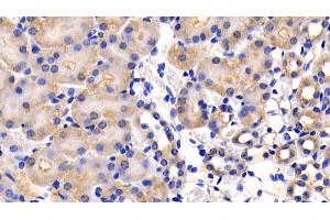 Detection of CD26 in Mouse Kidney Tissue using Polyclonal Antibody to Cluster Of Differentiation 26 (CD26) (DPP4 anticorps  (AA 29-178))