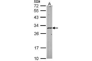 WB Image Sample (30 ug of whole cell lysate) A: Hela 12% SDS PAGE antibody diluted at 1:1000 (HLA-DMA anticorps)