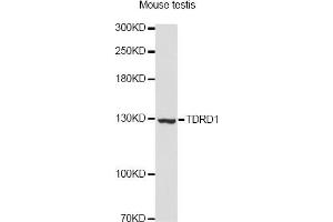 Western blot analysis of extracts of mouse testis, using TDRD1 Antibody. (TDRD1 anticorps)