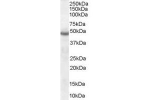 ABIN185373 (1µg/ml) staining of Human Brain lysate (35µg protein in RIPA buffer).