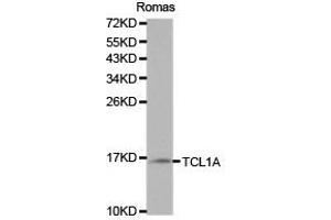 Western Blotting (WB) image for anti-T-Cell Leukemia/lymphoma 1A (TCL1A) antibody (ABIN1875043) (TCL1A anticorps)