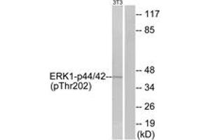 Western blot analysis of extracts from NIH-3T3 cells treated with IFN 2500U/ml 30', using p44/42 MAP Kinase (Phospho-Thr202) Antibody. (ERK1/2 anticorps  (pThr202))