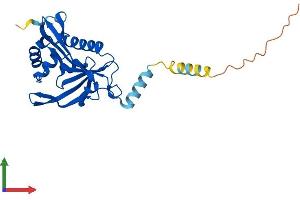 AlphaFold protein structure predicition of Mouse Recombinant Naa60 Protein, UniprotID Q9DBU2