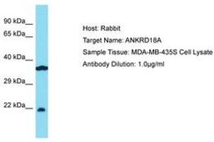 Image no. 1 for anti-Ankyrin Repeat Domain 18A (ANKRD18A) (AA 294-343) antibody (ABIN6750782) (ANKRD18A anticorps  (AA 294-343))
