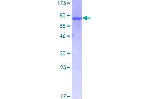 Image no. 1 for Calsequestrin 2 (CASQ2) (AA 20-399) protein (GST tag) (ABIN1348122)