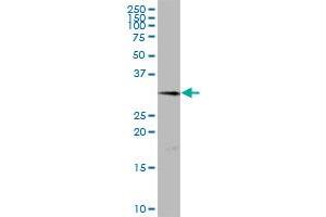 TMEM27 MaxPab polyclonal antibody.